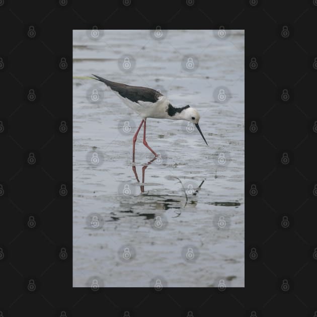 Black-winged Stilt 01 by fotoWerner