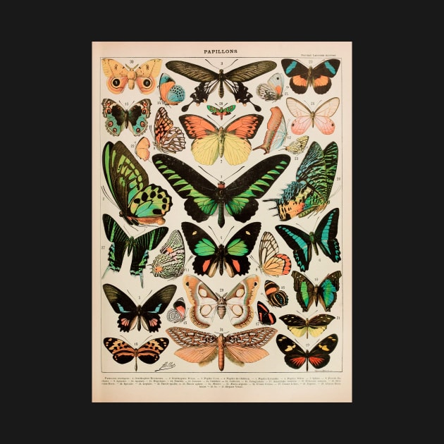 Papillon II Vintage French Butterfly Chart by visionarysea