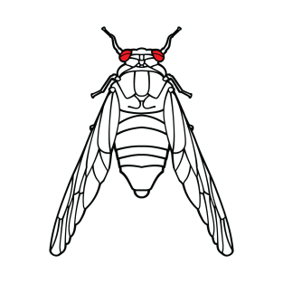 Cicada Line Drawing Graphic for Brood X 17 Year Hatch T-Shirt