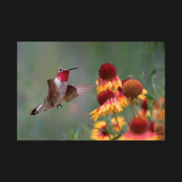 Male Broad Tailed Hummingbird At Gaillardia by RhysDawson