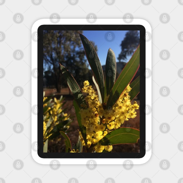 Wattle Flowers Magnet by DeborahMcGrath