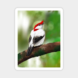 Araripe Manakin Magnet