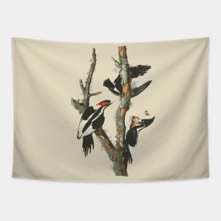 Audubons Ivory-billed Woodpecker Tapestry