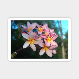 Beautiful Tropical Pink Frangipani Flowers Magnet