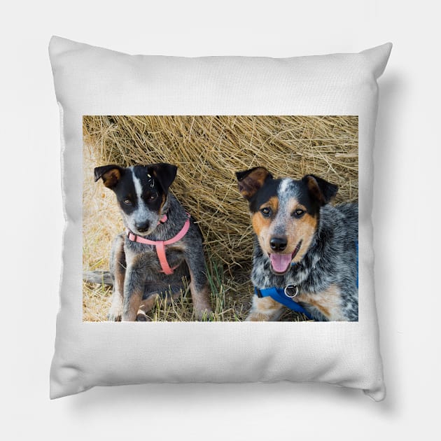 81515 two buddies Pillow by pcfyi