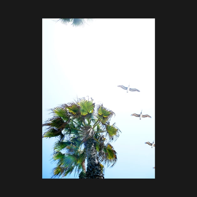 Dream-like Palm and Pelicans Flying Overhead by 1Redbublppasswo