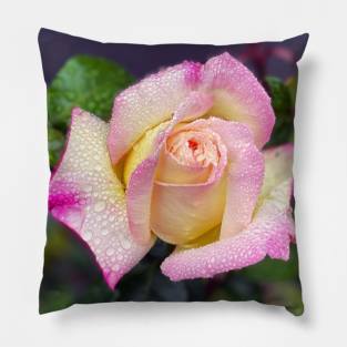 Multicolored Rose in Spring Rain Pillow