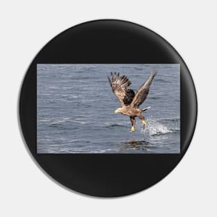 White-tailed eagle's successful fishing Pin