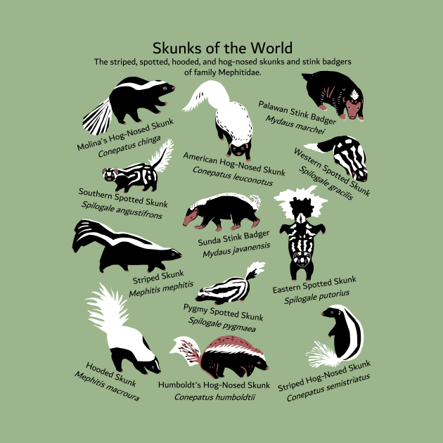 Skunks of the World: Species of Mephitidae by ELMayer