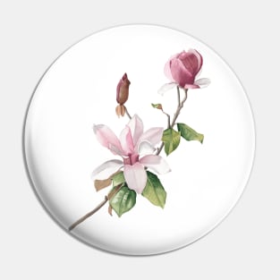 Blush magnolia flowers Pin