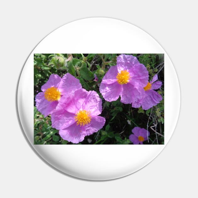 Wild Mountain Cistus Pin by aeolia