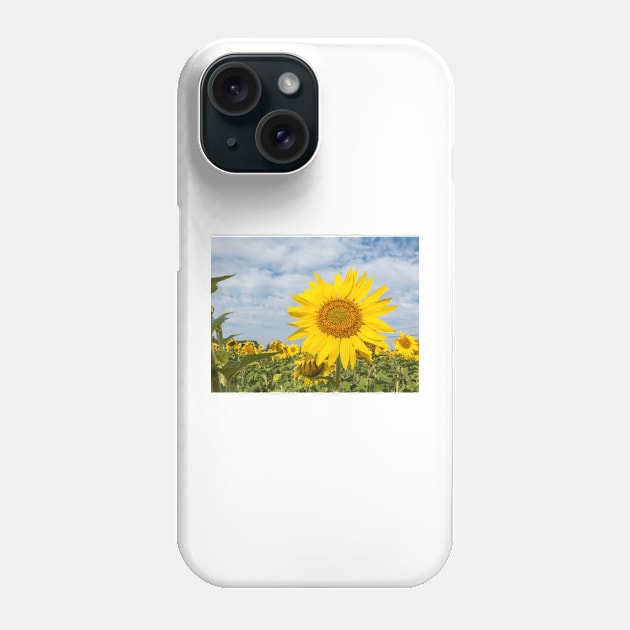 Sunflowers in a field Phone Case by josefpittner