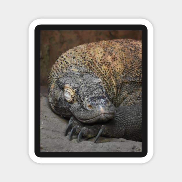 Komodo Dragon Magnet by Sharonzoolady