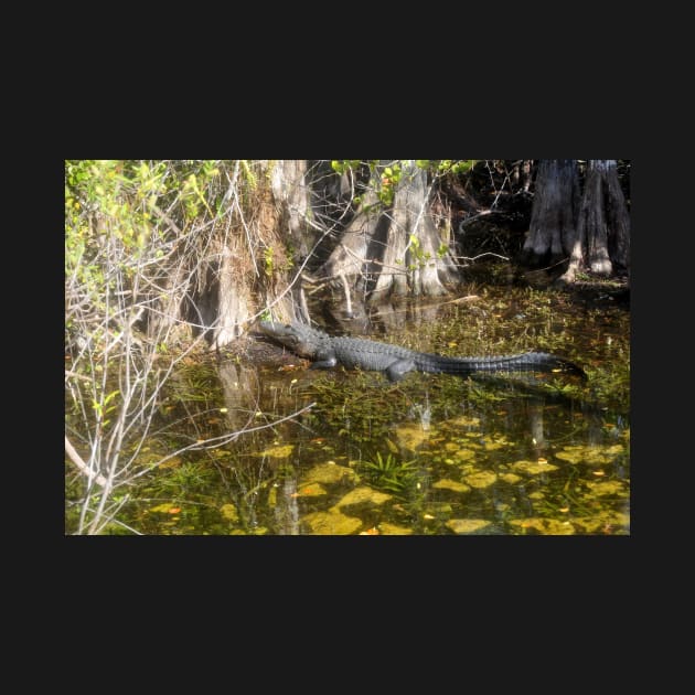 Everglades Alligator by dltphoto