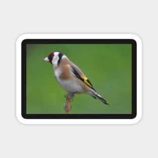 Goldfinch Magnet