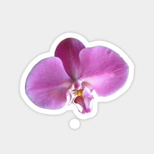 Pink Orchid Flower Closeup Magnet