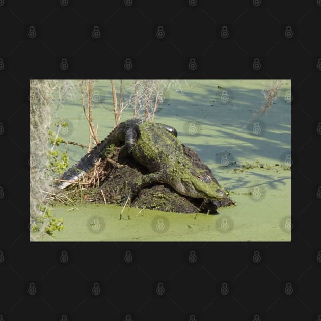 Alligator covered in Duckweed by Sparkleweather
