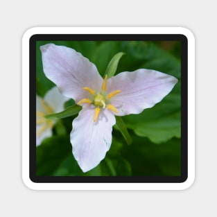 Easter Lily or Trillium Magnet