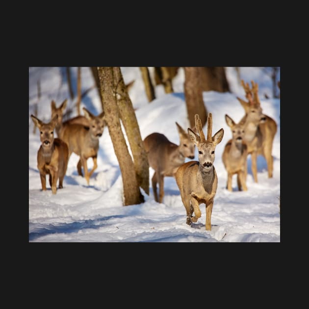 Roe buck in the forest by naturalis