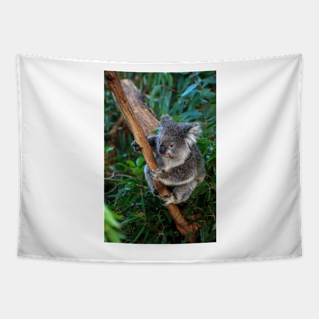 Dindi Hanging On Tapestry by GP1746