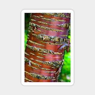 Tibetan Cherry Tree Magnet