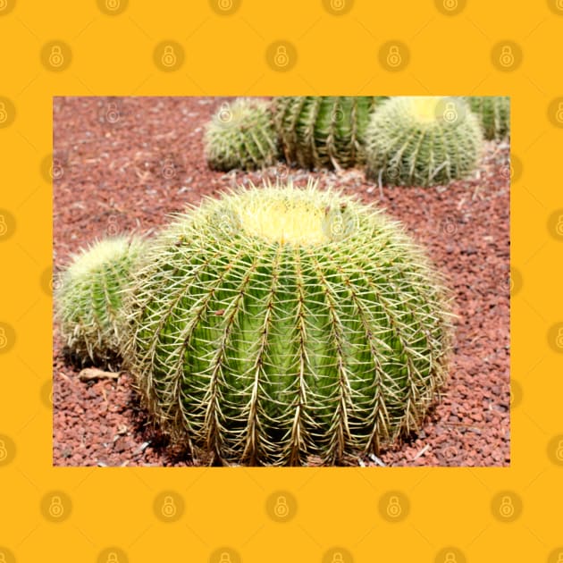 Serenity in Succulents - Cactus Photo Art by HFGJewels