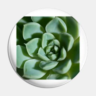 Petalled Succulent - Agave Pin