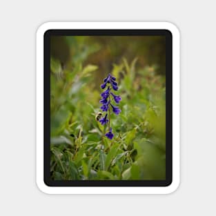 Sierra Larkspur Magnet