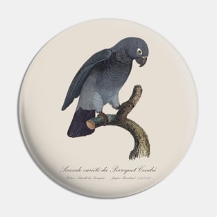 Timneh African Grey Parrot  / Seconde variete du Perroquet Cendre - 19th century Jacques Barraband Illustration Pin