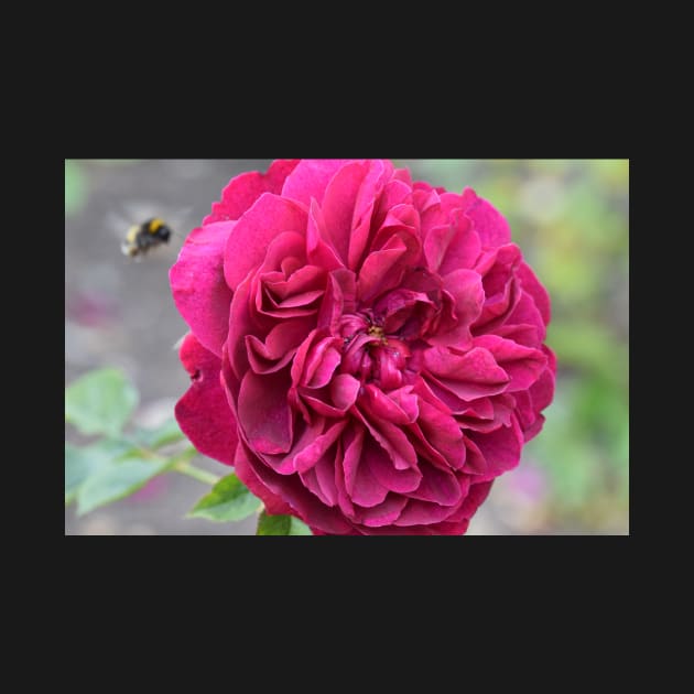 Bee hovering over a pink garden rose by fantastic-designs