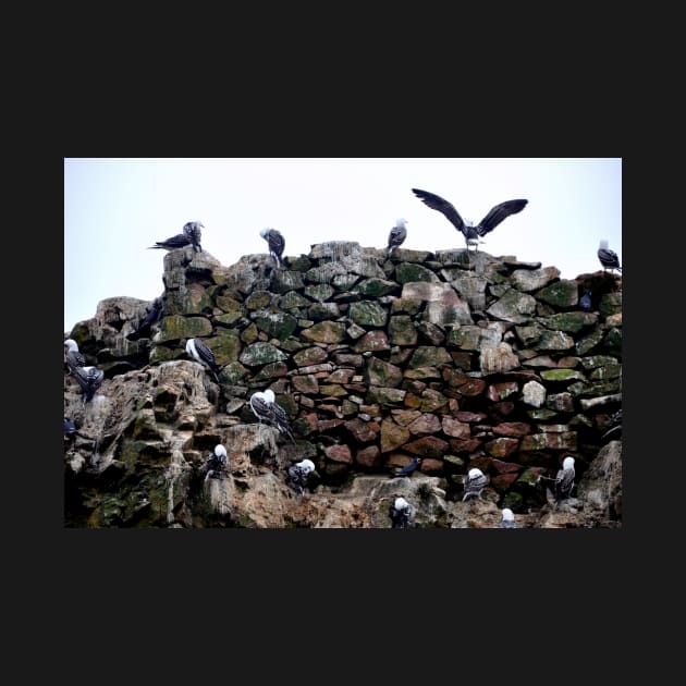 Pérou - Paracas - Les îles Ballestas, Oiseaux by franck380