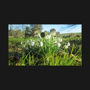 Fully Bloomed Snowdrops in Churchyard T-Shirt