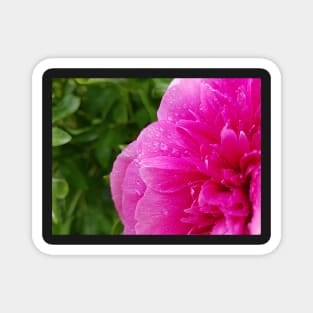 Pink peony flower with raindrops photography Magnet