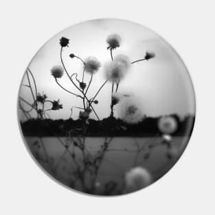 White dandelions pappus in black and white photography Pin