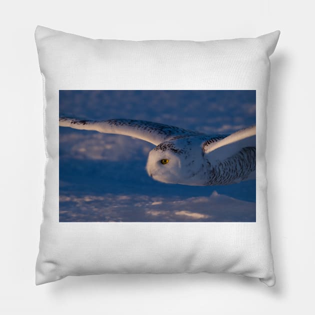 Snowy Owl flys at Sunset Pillow by Jim Cumming