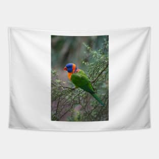 Red Collared Lorikeet Tapestry