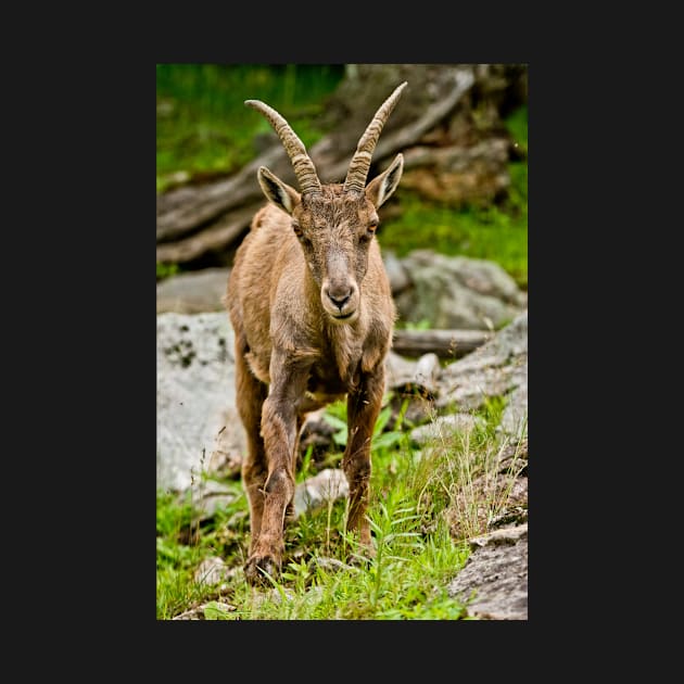 Baby Ibex by jaydee1400