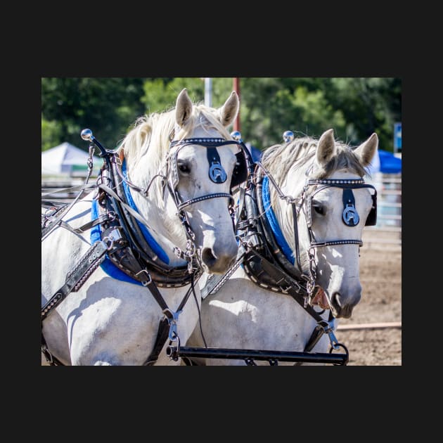 Draft Horse by 3QuartersToday