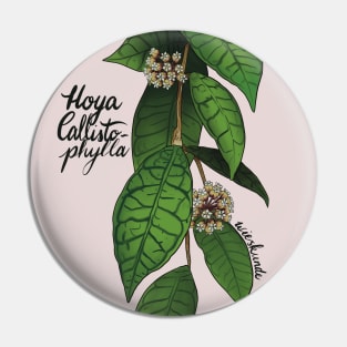 Hoya callistophylla in bloom Pin