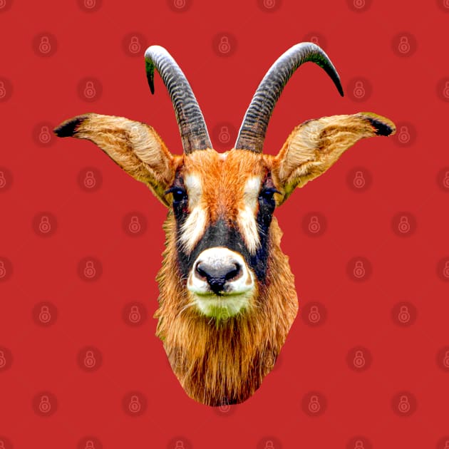 Roan Antilope by dalyndigaital2@gmail.com