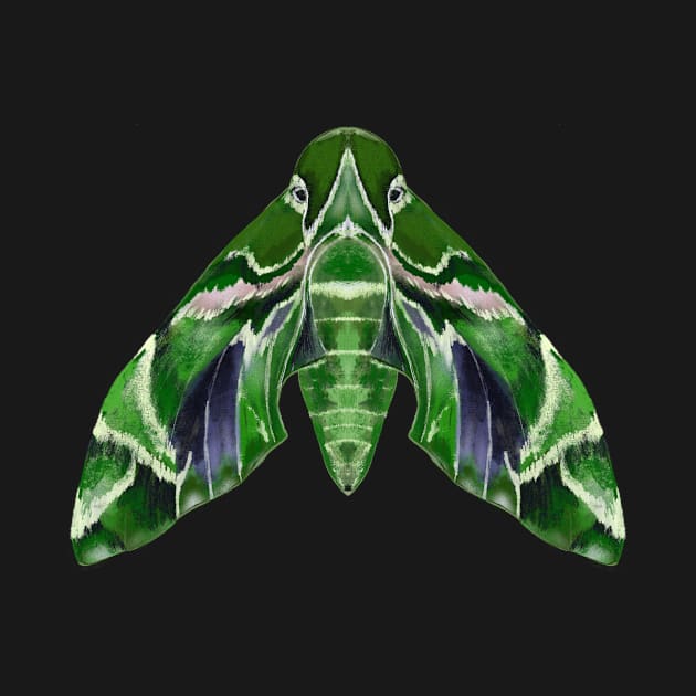 Oleander Hawk-Moth by Megan Steer