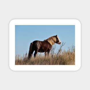 Assateague Beach Ponies Series - 03 Magnet