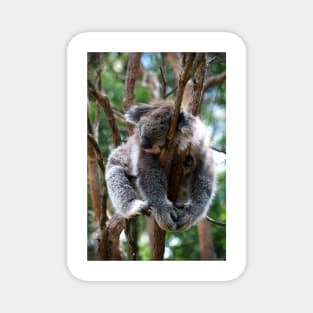 No Such Thing As Too Relaxed For A Koala Magnet