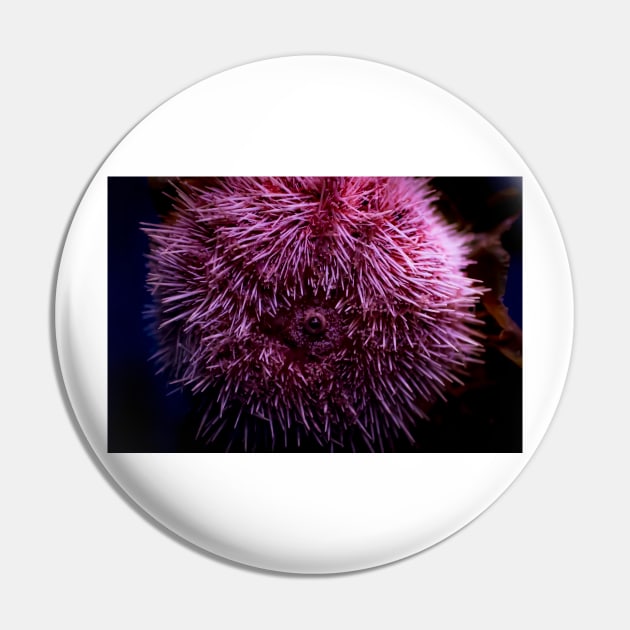 Pink Sea Urchin Pin by arc1