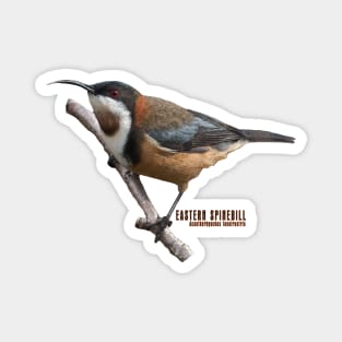 Eastern Spinebill Magnet