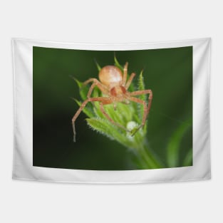 Spider identified as Philodromus sp. - running crab spider Tapestry