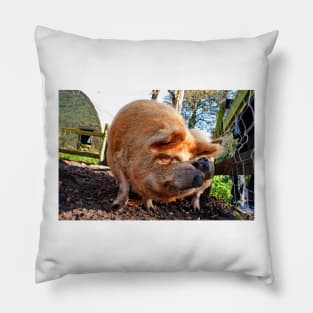 New Zealand Kunekune Pig Pillow