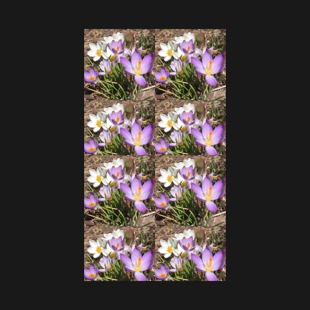 Assorted Crocuses by Amanda1775