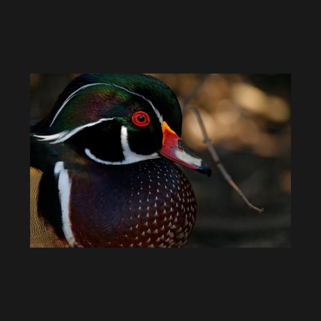 Wood Duck - Male Close Up by SHWILDLIFE