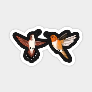 Rufous Hummingbirds Magnet